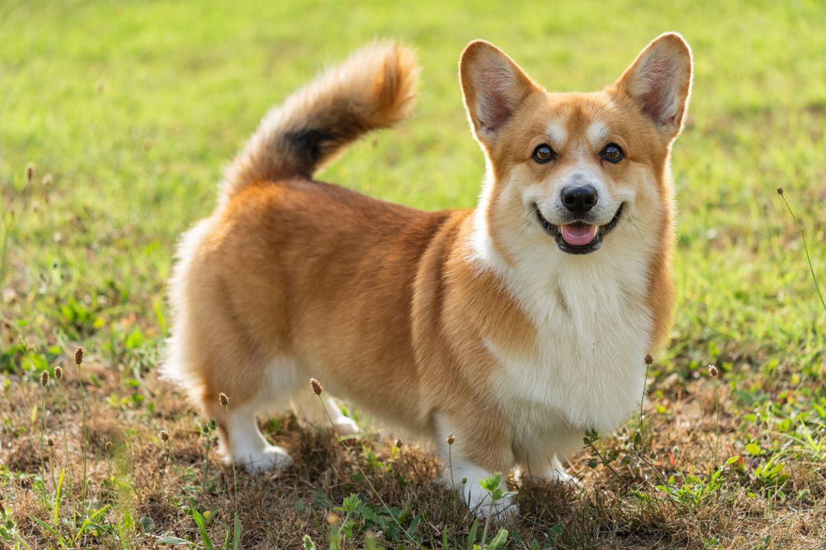 Playful Pembroke Welsh Corgi 