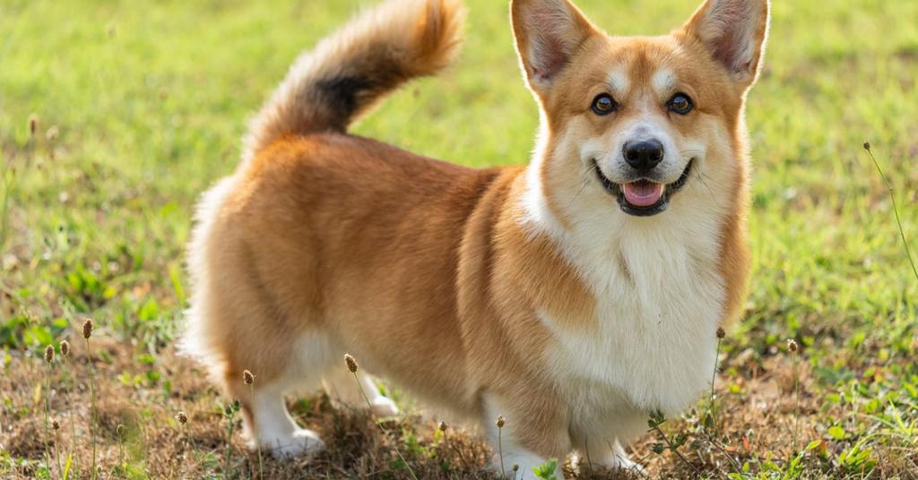 The Worst Shedding Dog Breeds, From Akitas to Chow Chows