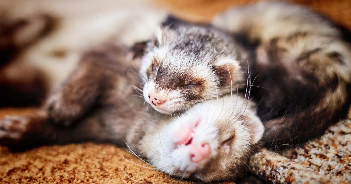 Two ferrets curled up with one another sleeping on an orange rug. 