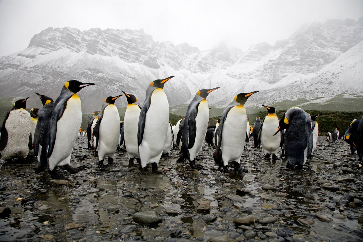 A collection of King Penguins gather together atop muddy rocks with snowy mountains in the background.