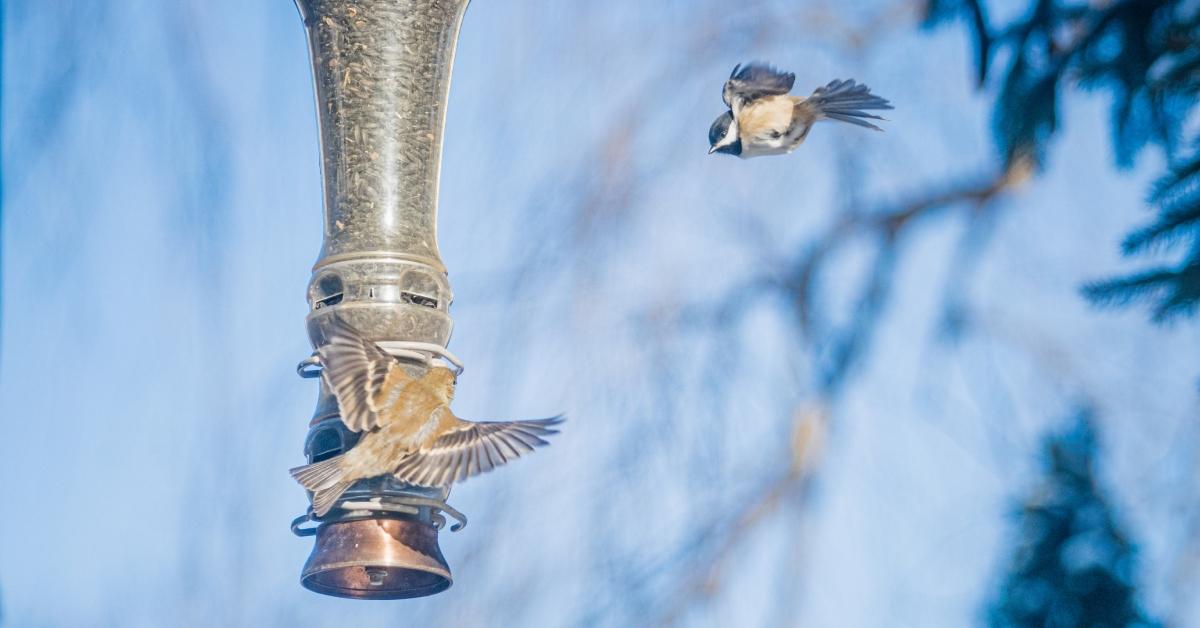 Two birds fly to a bird feeder that is high off the ground.