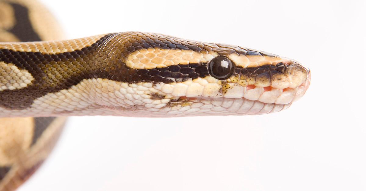 Are Reptiles About to Go Extinct? Here’s What a Recent Study Says