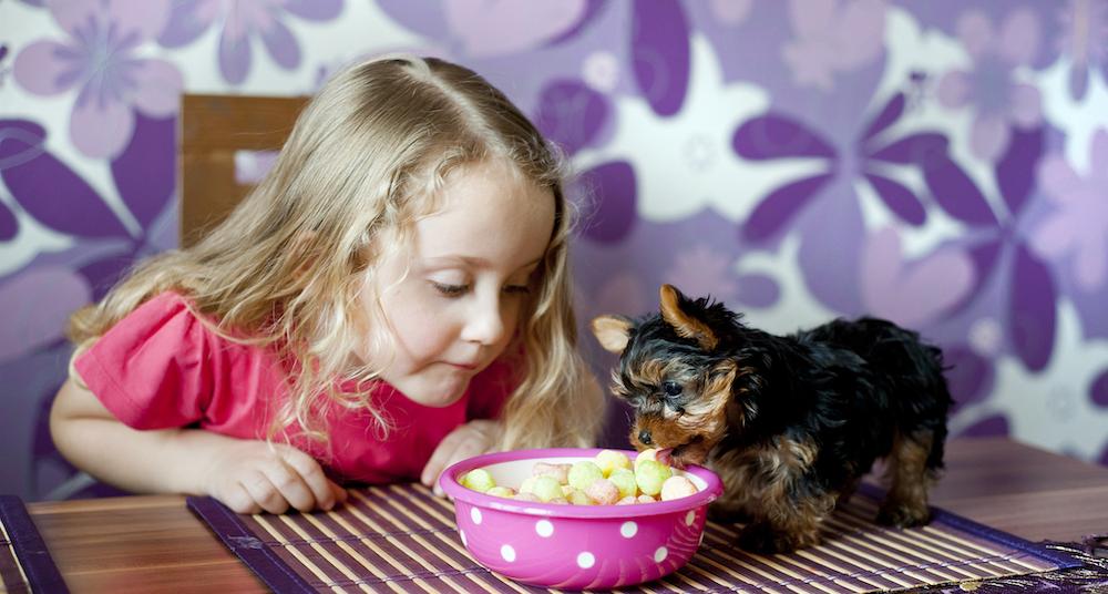 Why Isn't My Dog Eating? There May Be a Few Reasons
