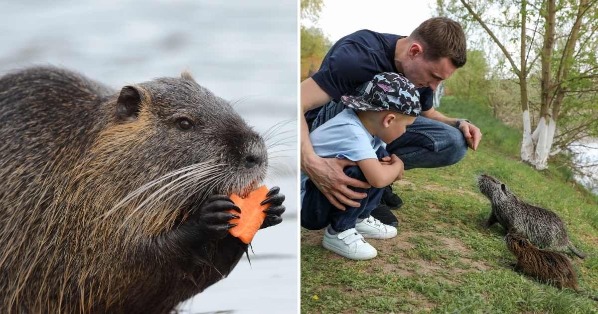 (L) Beaver eating a carrot near a lake, (R) Man and boy interacting with beavers near a river (Representative Cover Image Source: Getty Images | (L) Galina Ermolaeva, (R) Svitlana Onushko)