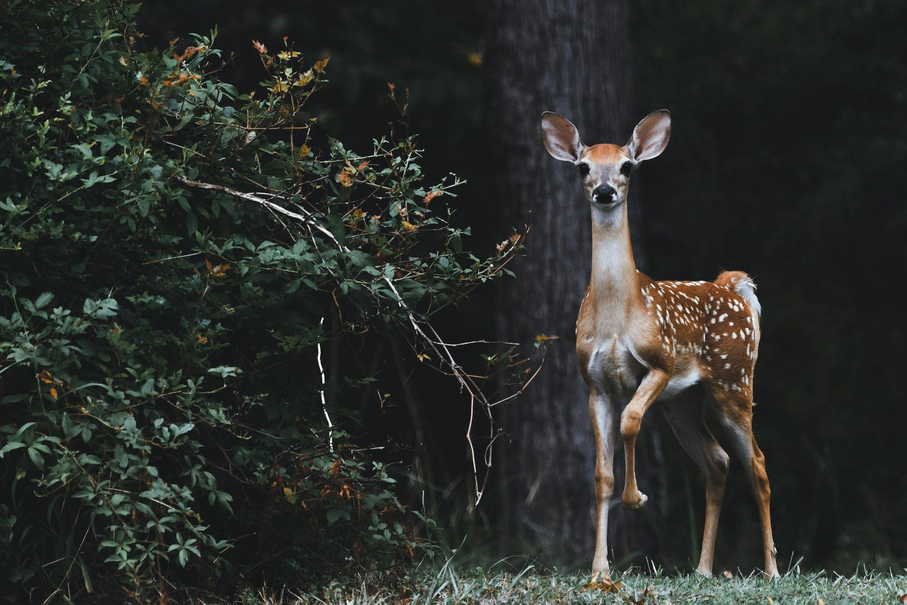 Deer in field