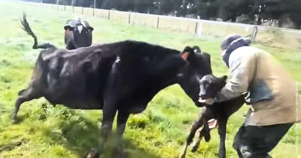 The 'auntie' cow protecting her friend's calf from a farmer. (Cover Image Source: YouTube | @kinder-world)
