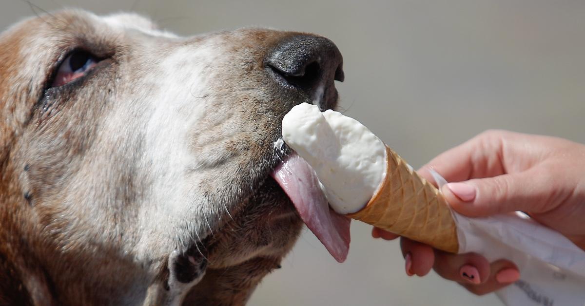 Basset Hound eating ice cream from a cone offered to him by a person with painted nails.