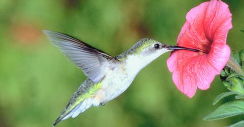 Closeup of a hummingbird feeding on a flower