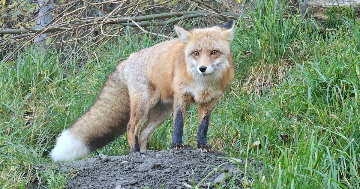 pn/dbd edb dd  bfdefa