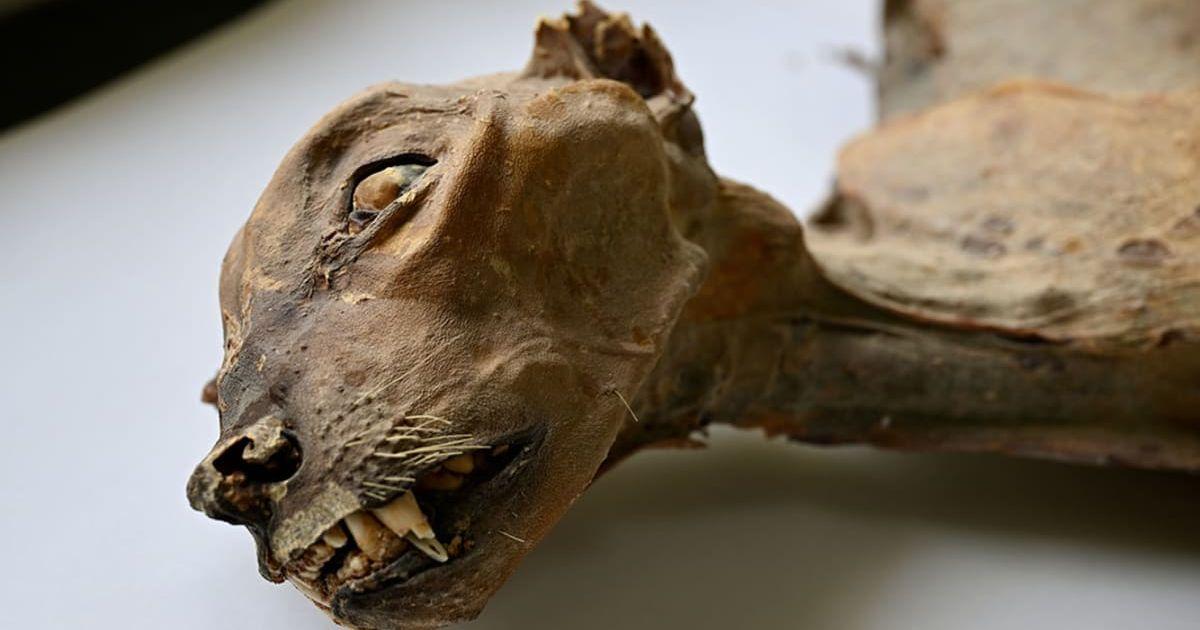 Mummified remains of a cheetah discovered inside a cave by Saudi Arabian researchers (Cover Image Source: Facebook | Nature Portfolio\ Communications Earth & Environment)