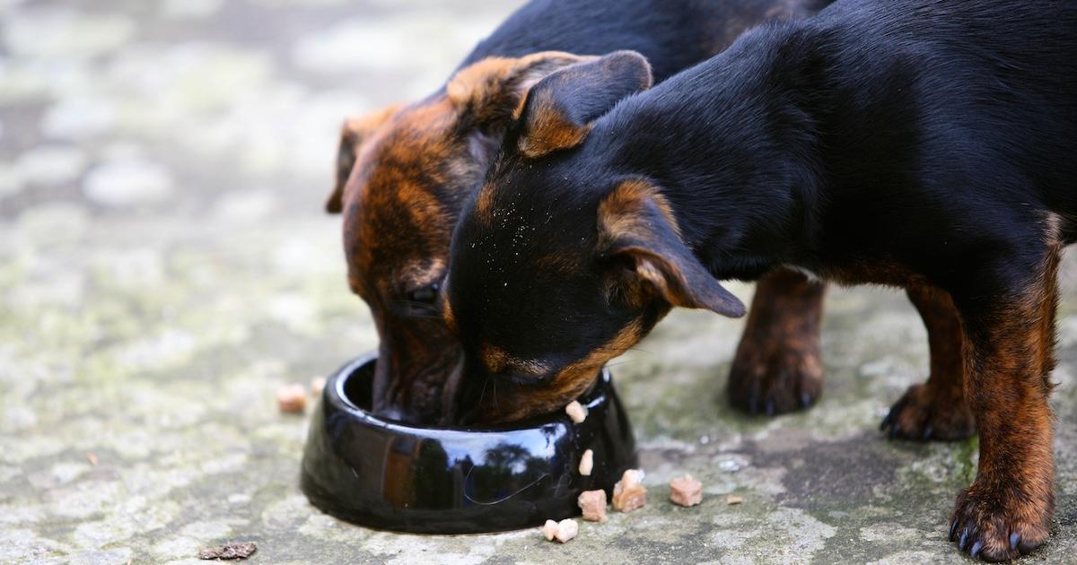 Two black and tan Jack Russell puppies eat from a food bowl