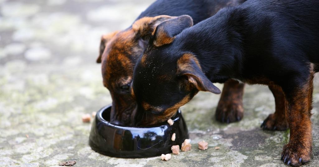 FDA Issues A Product Recall For Viva Raw Dog And Cat Foods fda-issues-a-product-recall-for-viva-raw-dog-and-cat-foods