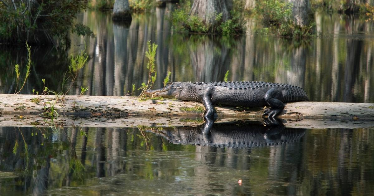 Alligator sleeping on a log in the swamp.