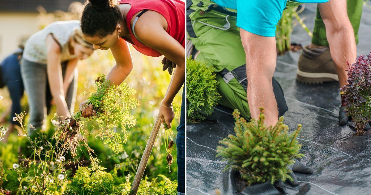 (L) People removing weeds manually; (R) Landscaper Installing Weed Control Fabric in a Garden. (Representative Cover Image Source: Getty Images | (L) Tom Werner; (R) Welcomia)
