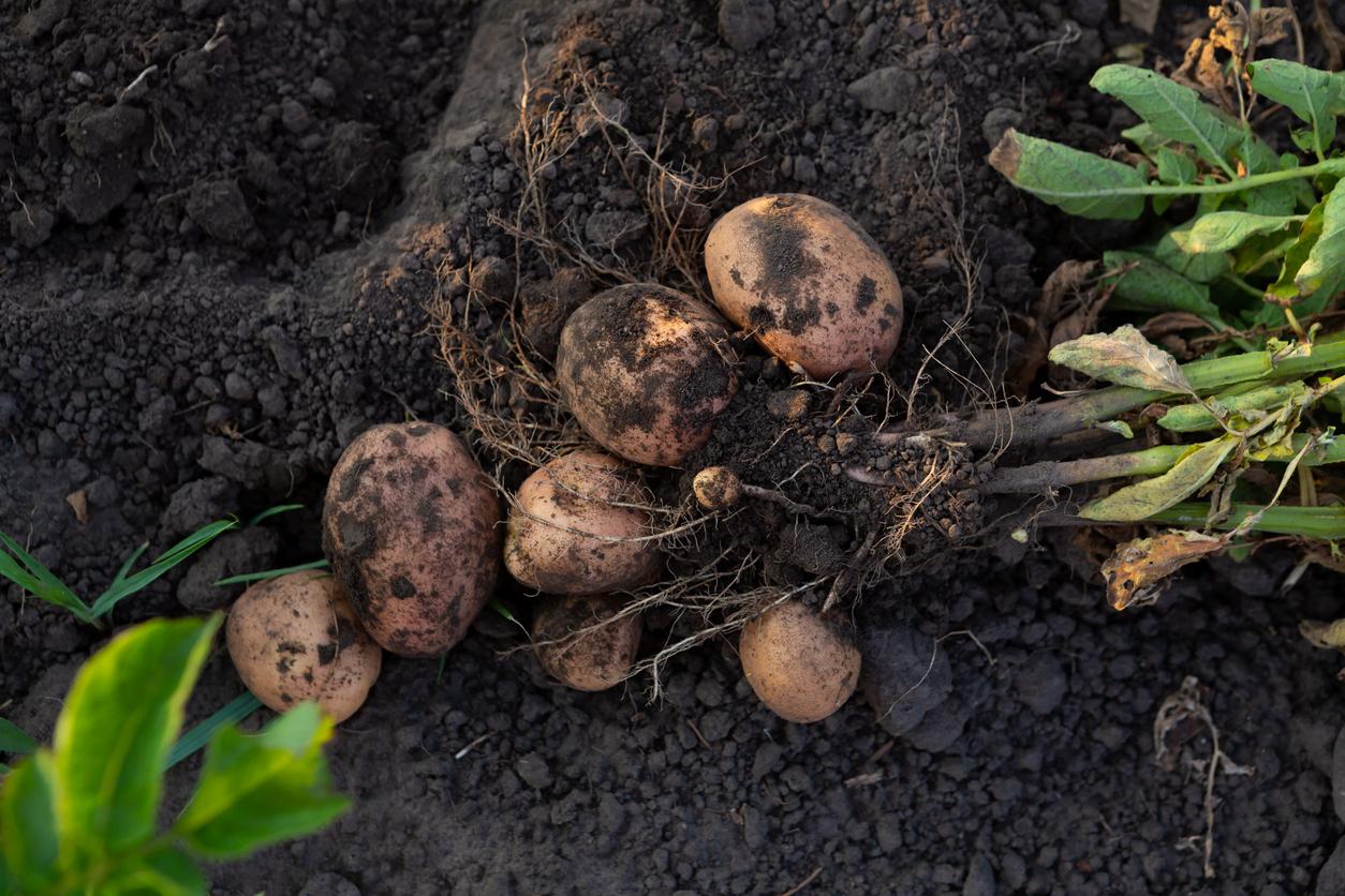 Potatoes growing in garden