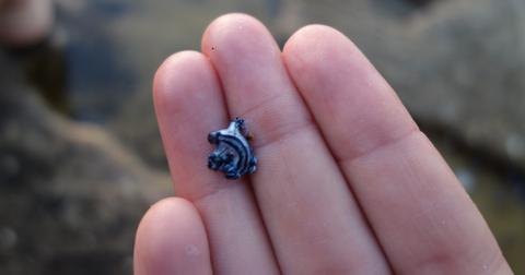 Person holding blue dragon sea slug on their hand.
