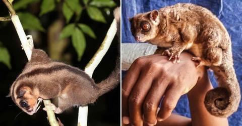 (L-R) pygmy long-fingered possums (Dactylonax kambuayai) and the ring-tailed glider (Tous ayamaruensis) (Cover Image Source: (L) Wikimedia Commons/Carlos Bocos; (R) Arman Muharmansyah/Australian Museum)