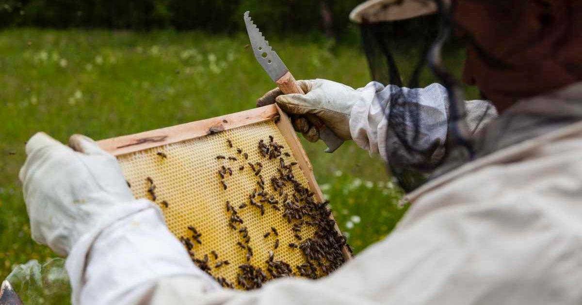 A man looking at honeybees. (Representative Cover Image Source: Getty Images | Zstockphotos)