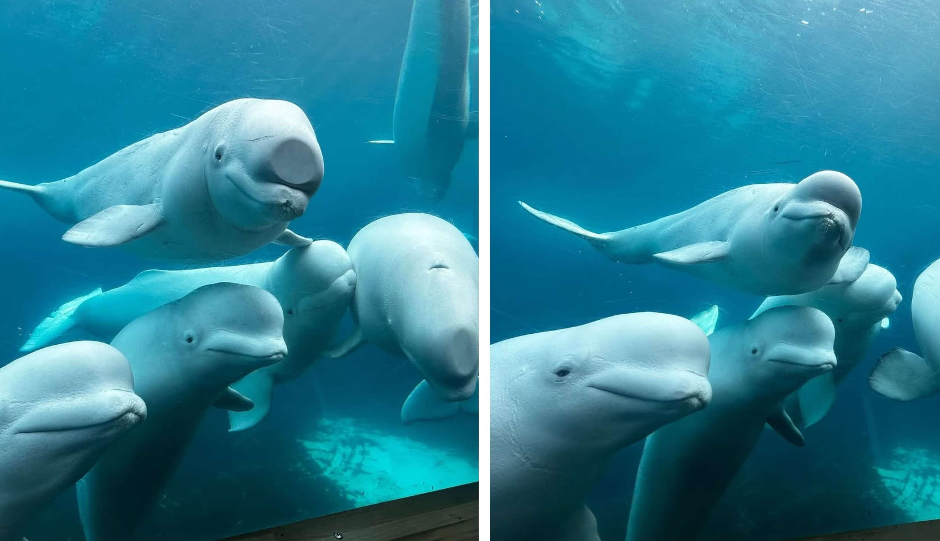 Two photos depict beluga whales at Marineland Canada.