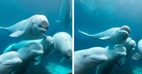 Two photos depict beluga whales at Marineland Canada.