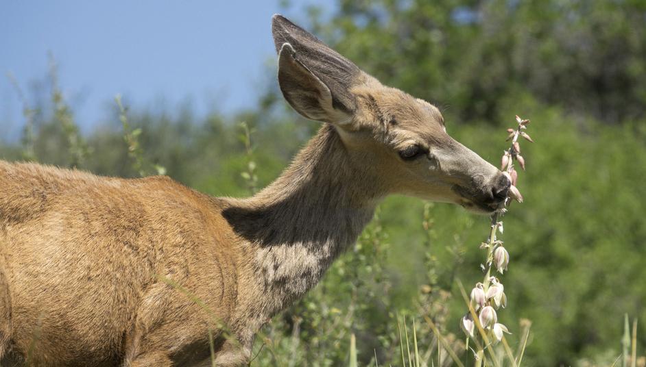 Video Shows Whitetail Deer Eating a Snake — but Why?