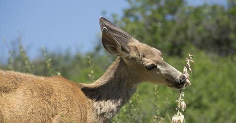 Stock photo of a deer eating a flower.