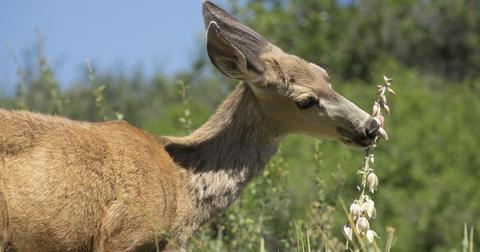 Stock photo of a deer eating a flower.