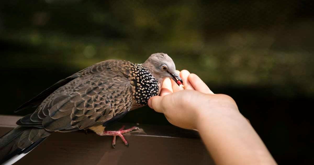 A bird with a bald head is eating from a person's hands. (Representative Cover Image Source: Freepik | rawpixels.com)
