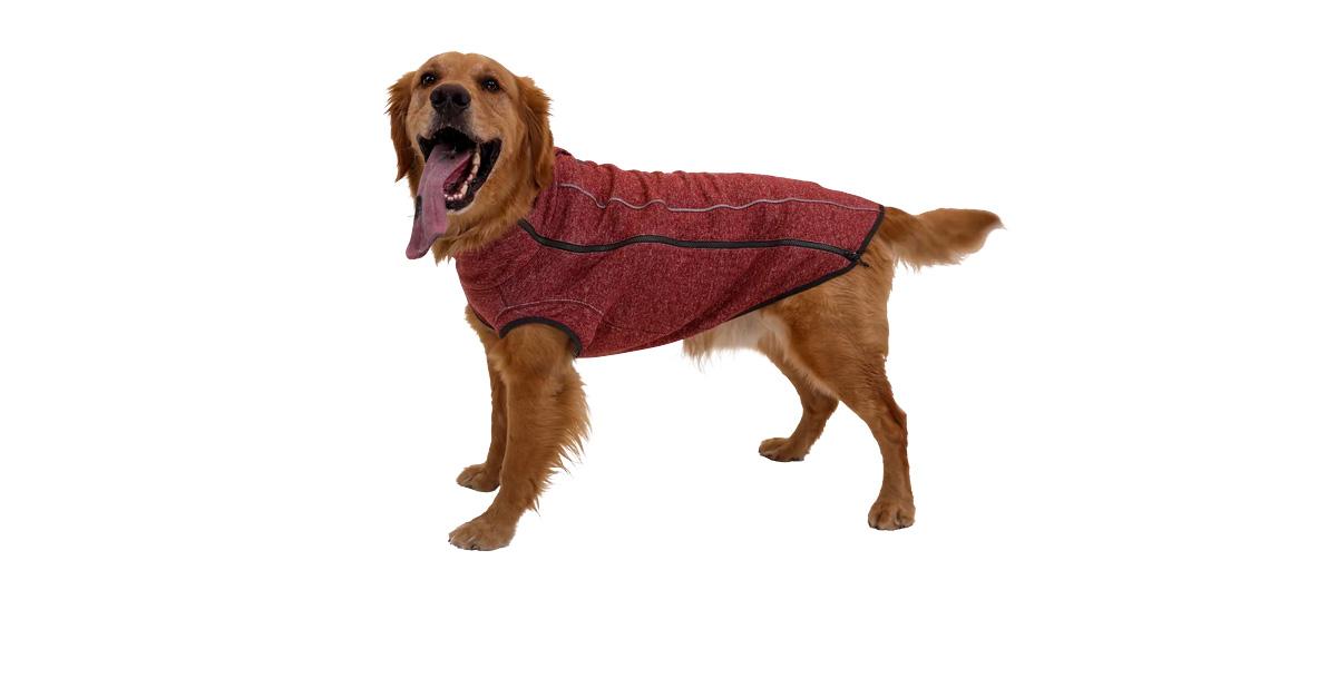 Golden Retriever in a red sweater