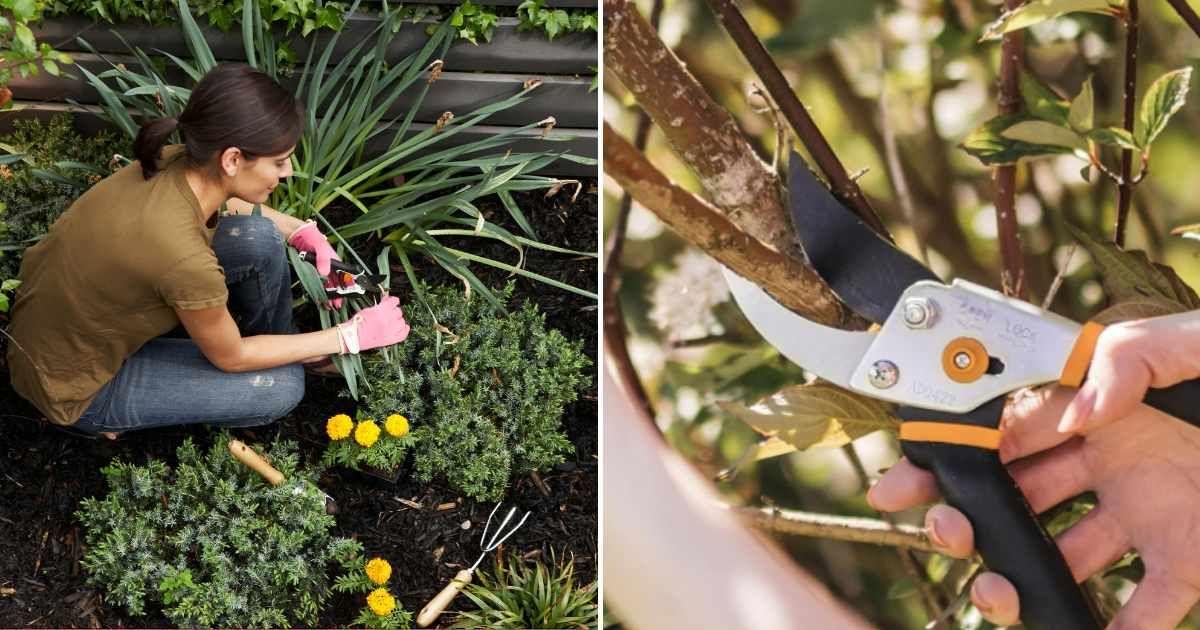 (L) A gardener pruning a bush in her yard (Representative Image Source: Getty Images | Chris Clinton); (R) Fiskars Bypass Pruning Shears on Amazon. (Cover Image Source: Amazon)
