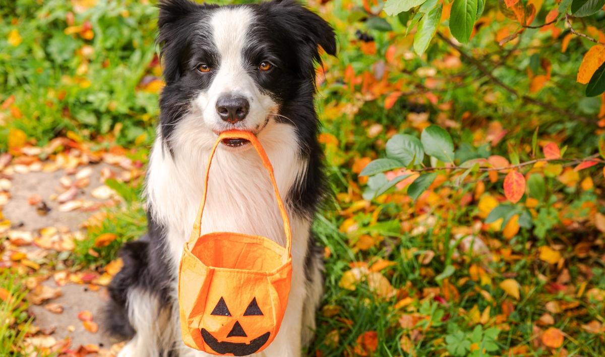 can dogs eat pumpkin leaves