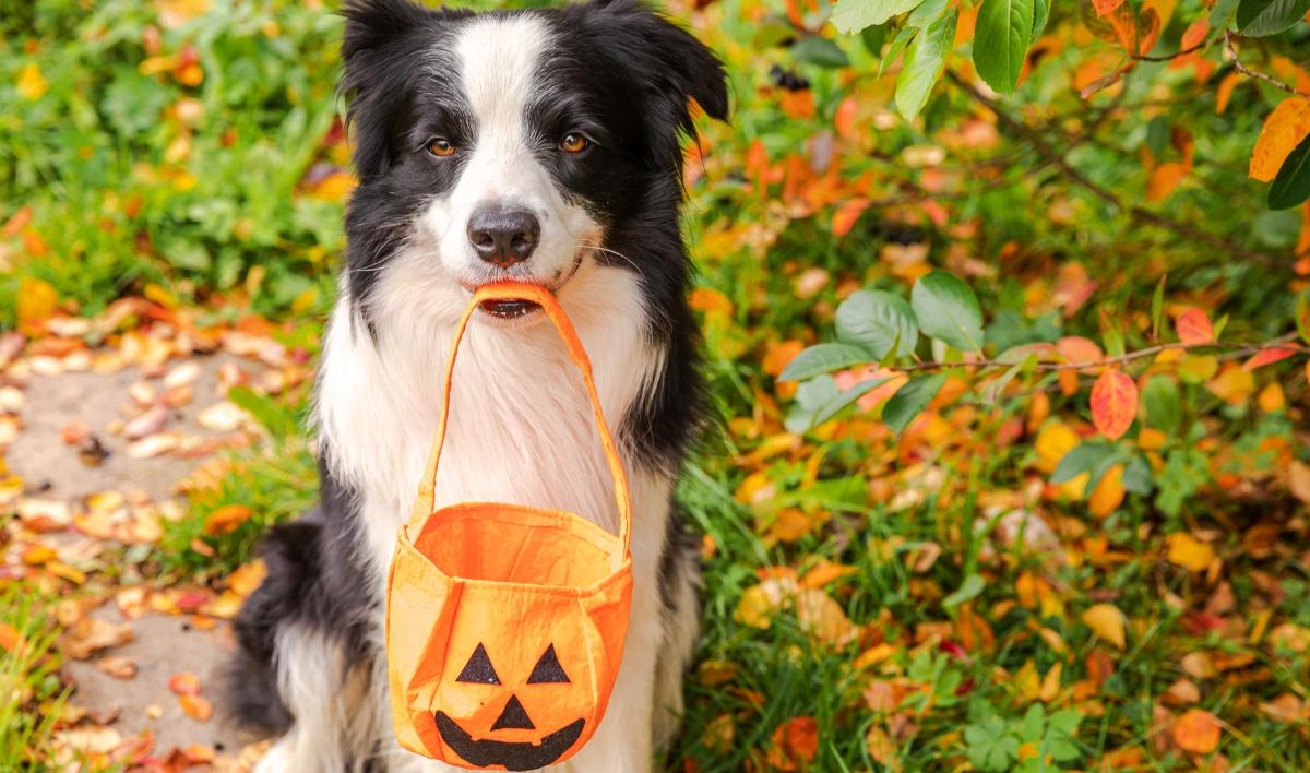 Can dogs eat pumpkin?