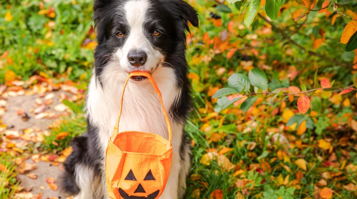 Image showcasing Can Dogs Eat Pumpkin? What to Know About the Fall Staple