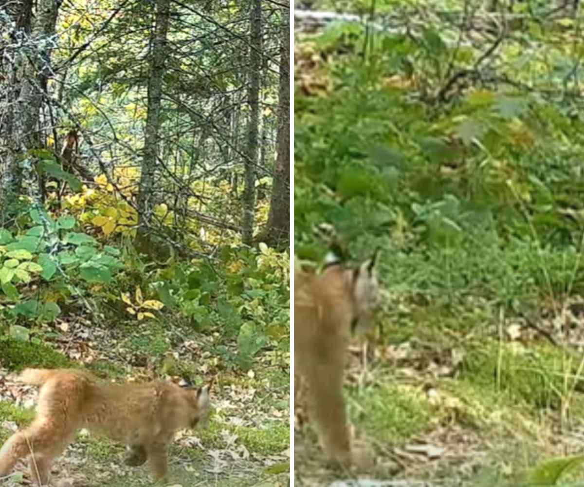 pn/cca ae bb  dabfdb