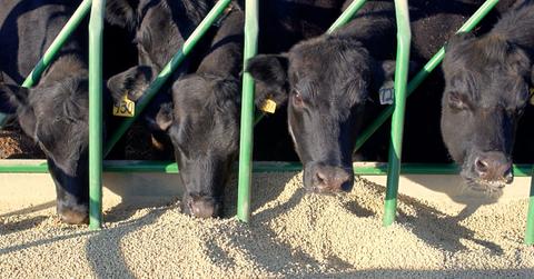 Cows Seaweed Methane