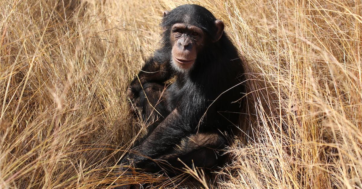 A chimpanzee sits in grassland.