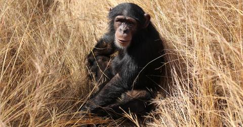 A chimpanzee sits in grassland.