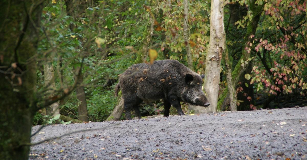 A wild board walks across an open clearing in the woods