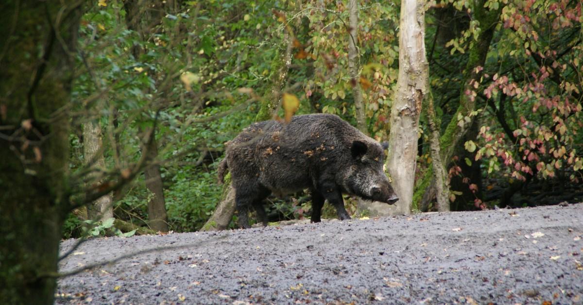Meet Rillette, the Wild Boar Whose Fight for Survival Went Viral