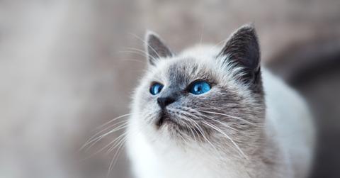 Blue-eyed cat with white and grey fur