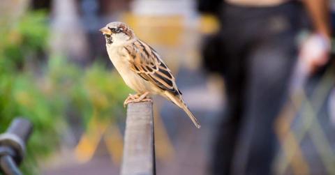 A lonely sparrow perched on a railing in a city with people walking in the background. (Representative Cover Image Source: Getty Images | EyeEm Mobile GmBH)