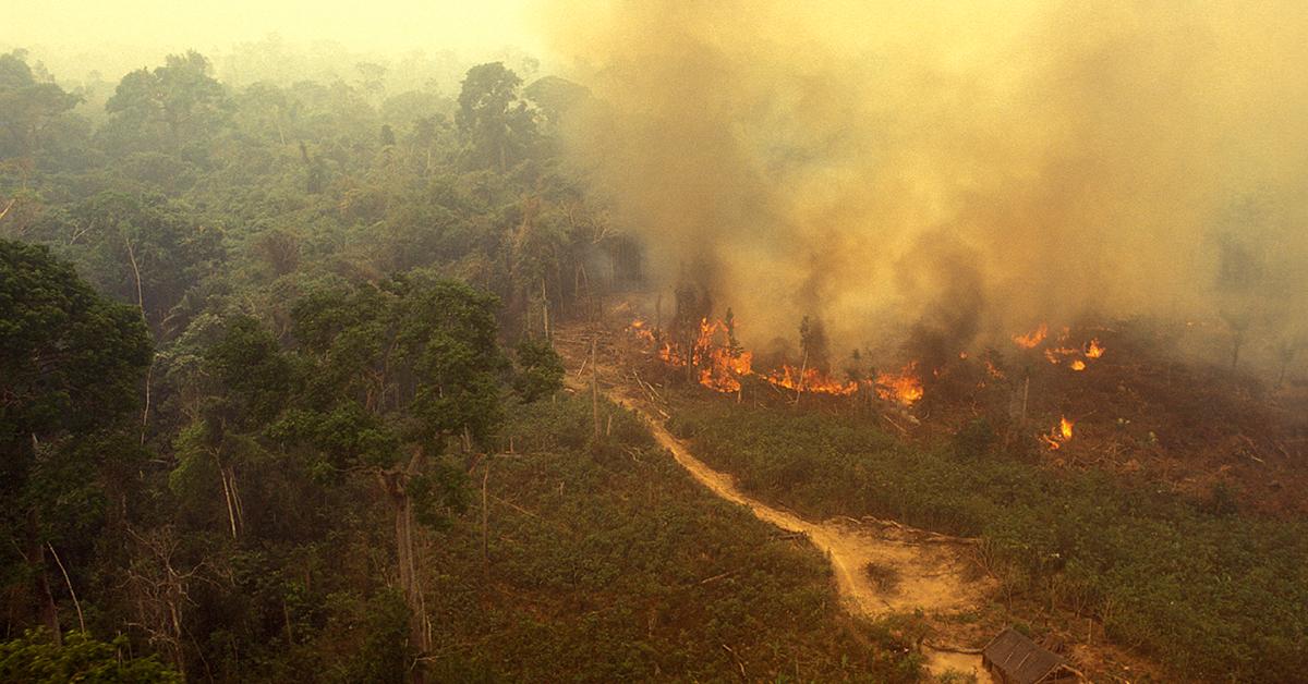 amazon rainforest fire