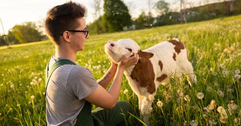 Photo of a man petting a brown and white baby cow in a sunny open field