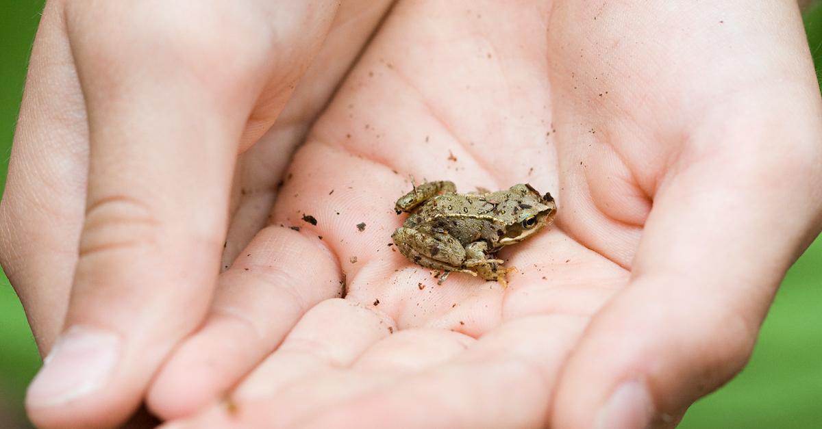 How Many New Species Were Discovered in 2020? The Year in Biodiversity