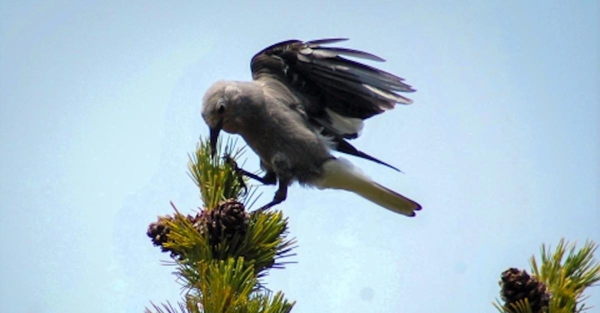 Clark's Nutcracker