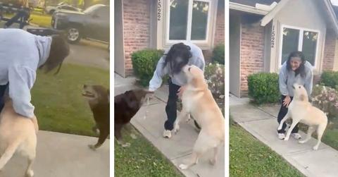 Three screenshots depict astronaut Suni Williams reuniting with her two dogs at her house.
