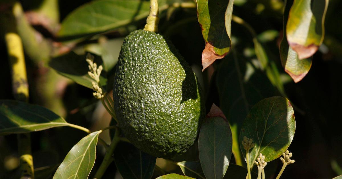 Avocado Shortage