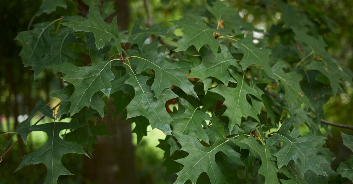 fastest growing shade treespinoak