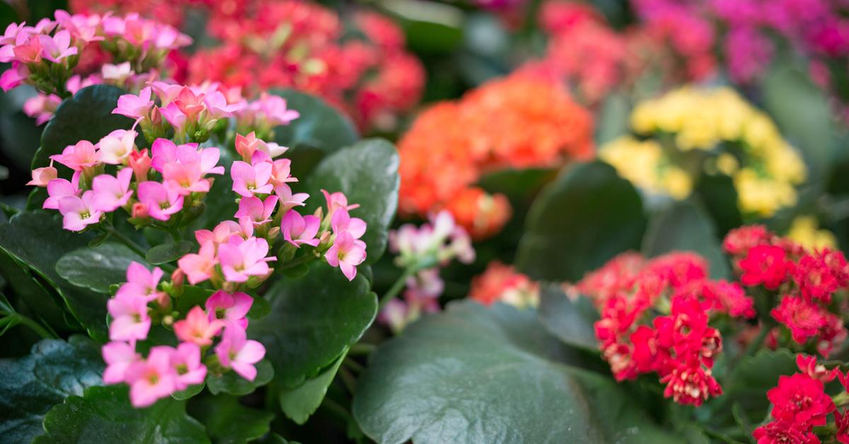 Kalanchoe toxic hot sale to dogs