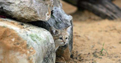 A young sand cat peaks out of a rock in the rocks in the desert.